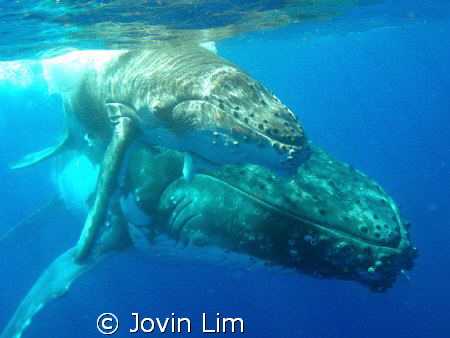 Southern hemisphere humpback whale (Megaptera novaeanglia... by Jovin Lim 