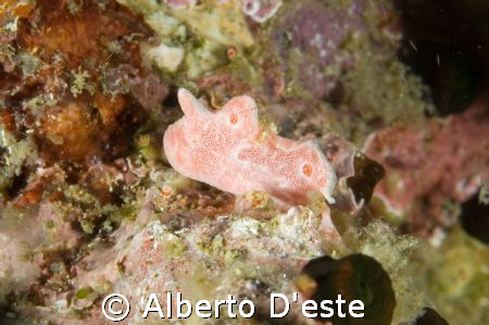 micro frog fish by Alberto D'este 