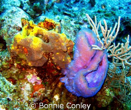 Grand Cayman August 2008.  Photo taken with a Canon SD550. by Bonnie Conley 