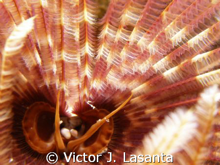 nice feather duster at v.j.levels dive site in parguera P... by Victor J. Lasanta 