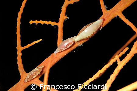 We have ovulids in the Mediterranean as well!
This nice ... by Francesco Ricciardi 