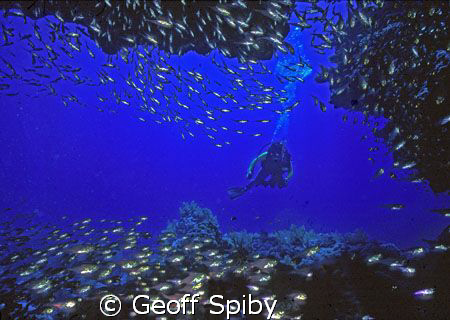 taken at Ras Mohammed by Geoff Spiby 