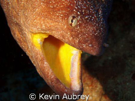 Yellow mouthed Moray. Olympus Mju600. Night dive at nuwei... by Kevin Aubrey 