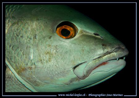 Big Eye... and big teeths... :O) .... by Michel Lonfat 