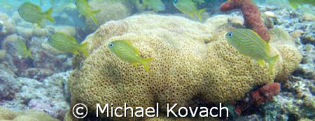 French Grunts on the Inside Reef at Lauderdale by the Sea. by Michael Kovach 