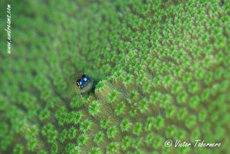 Resting in a coral by Victor Tabernero 