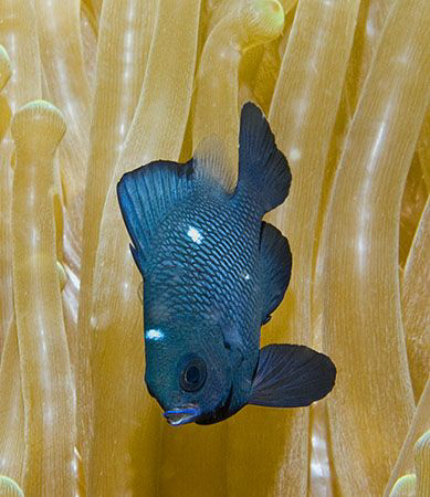 Juvenile Three-Spot Dascyllus (Dascyllus trimaculatus) in... by Jim Chambers 