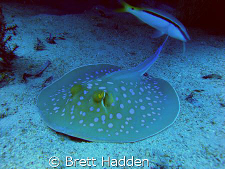 Blue Spotted Ray.... by Brett Hadden 