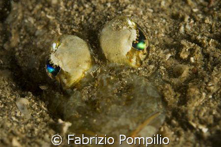 night dive manado  --  canon 400 d +ys 110 + nikonos sb 105 by Fabrizio Pompilio 