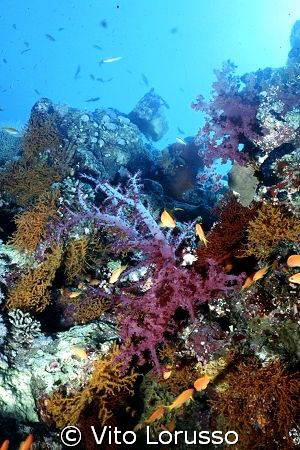 Corals - Dendronephthya Sp. by Vito Lorusso 