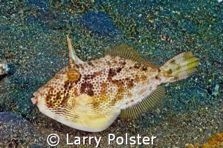 File fish in the dark sands of Lembeh Straits by Larry Polster 