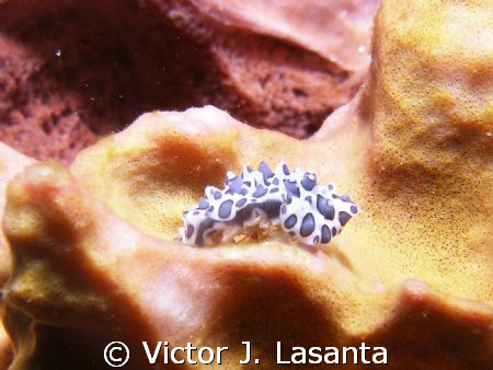 flat worm in chimenea dive site at parguera area PUERTO RICO by Victor J. Lasanta 
