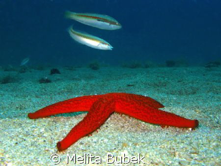 Selce underwater-ambient /Canon G9, in-strobe, 1/200s, f7,1 by Melita Bubek 