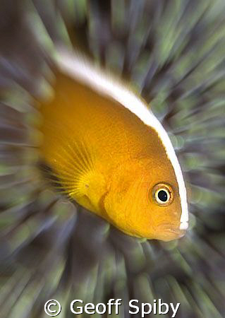 clownfish by Geoff Spiby 