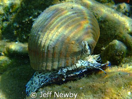 A Giant Tun the size of a football by Jeff Newby 