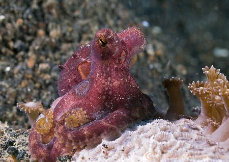 Blue ring octopus. Lembeh straits. D200, 60mm. by Derek Haslam 