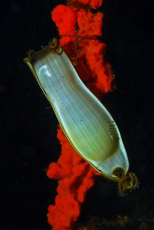 Catshark Egg Nikon D80, 60mm by Andy Kutsch 