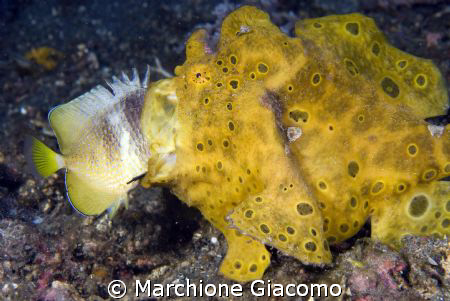 Good lunch. Lembeh strait 2008
Nikom D200, 60 micro, twi... by Marchione Giacomo 