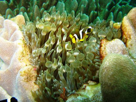 On Sodwana Bay, 2 Mile reef at Caves and Overhangs. Taken... by Werner Van Der Berg 