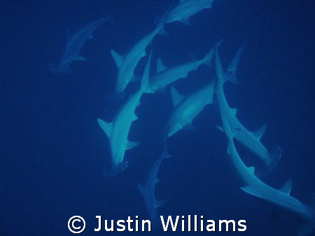 Plenty of Hammerheads at Jackson Reef, Tiran Island, Egypt by Justin Williams 