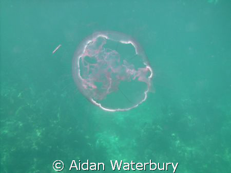 Moon Jelly off of the Key Largo Dry Rocks. by Aidan Waterbury 