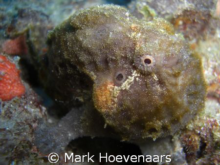 A Frog Fish, a rare treat off the coast of West Palm Beac... by Mark Hoevenaars 
