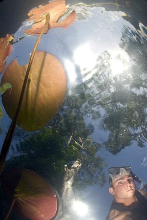 A close focus wide angle shot of aquatic plant life.  

... by Cal Mero 