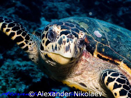 Green turtle. Canon 40D, Sigma 50 mm macro. by Alexander Nikolaev 