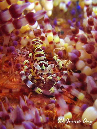 Coleman Shrimp in Anilao. Tools: Canon S1 IS, Inon D2000 by James Ong 