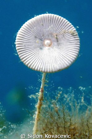 flower or something else...? by Sidon Kovacevic 
