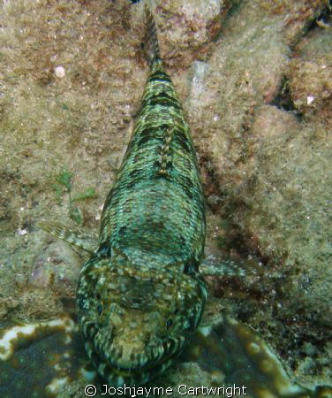 Lizard Fish sitting pretty at Junkyard on the Sunabe Sea ... by Josh&jayme Cartwright 
