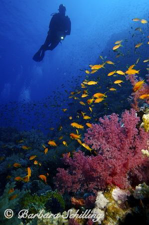 Beautiful softcorals with Antheas everywhere! by Barbara Schilling 