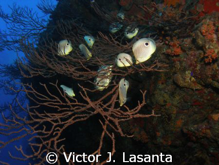 foureye butterflyfish lunch  a deep sea water gorgonia in... by Victor J. Lasanta 