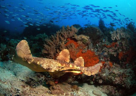 Flying Wobegong Shark, from Rajaampat , Papua - Indonesia by Iman Brotoseno 