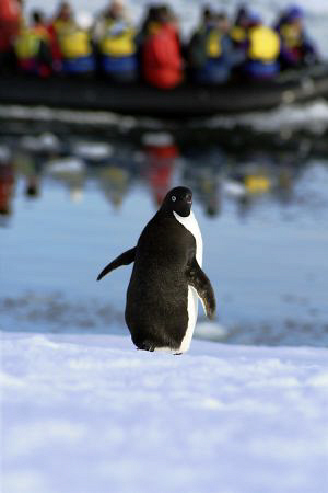"Mum, the tourists are here...." A penguin in the antarct... by Andrew Macleod 