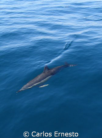 Delphinus Delphis. C-7070. by Carlos Ernesto 