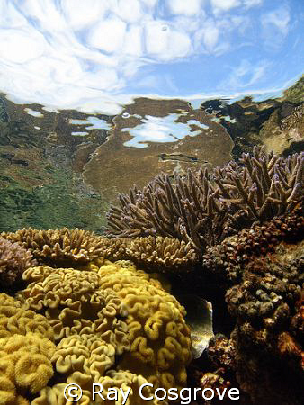 Coral Reflections on a calm morning by Ray Cosgrove 