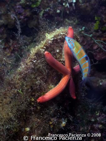 Shell Pinna nobilis with a red star (Echinaster sepositus... by Francesco Pacienza 