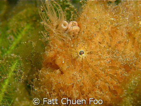 Hairy Frogfish, Manado, N Sulawesi by Fatt Chuen Foo 