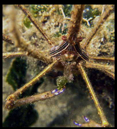 Bon apetite Arrow Crab!!! by Juan Torres 