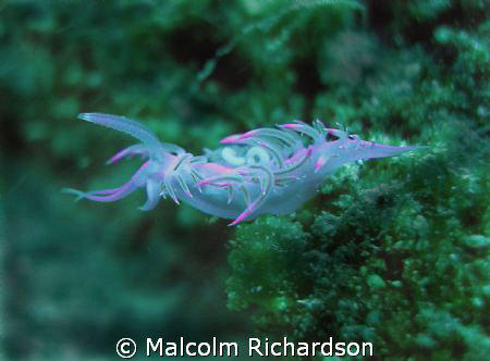 nudi by Malcolm Richardson 