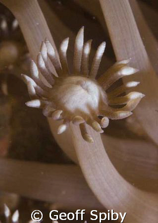 a single beautiful polyp by Geoff Spiby 