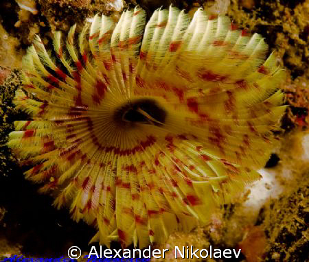 Fan Worm. Musandam. Canon 40D, sigma 50mm macro. by Alexander Nikolaev 