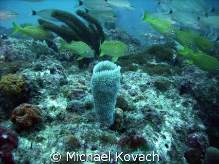 Fish on the Inside Reef at Lauderdale by the Sea by Michael Kovach 