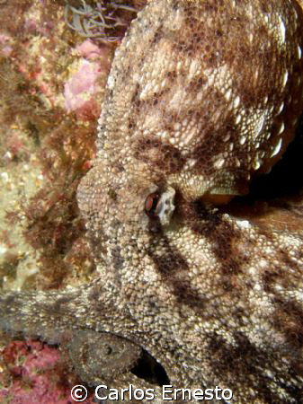 octopus vulgaris. 
C-7070 and Ys-60 strob by Carlos Ernesto 