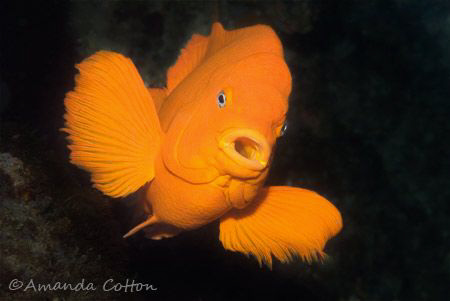 Garibaldi of Channel Islands, California. ©Amanda Cotton by Amanda Cotton 
