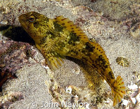 Shanny.St.Abbs marine reserve Scotland by John Naylor 