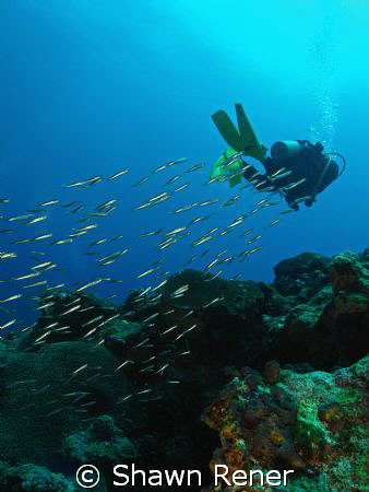 School of baitfish following diver......... by Shawn Rener 