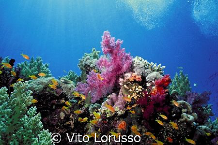 Corals - Dendronephthya Sp. by Vito Lorusso 