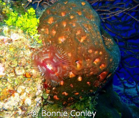 Split-Crown Feather Duster seen in Grand Cayman August 20... by Bonnie Conley 